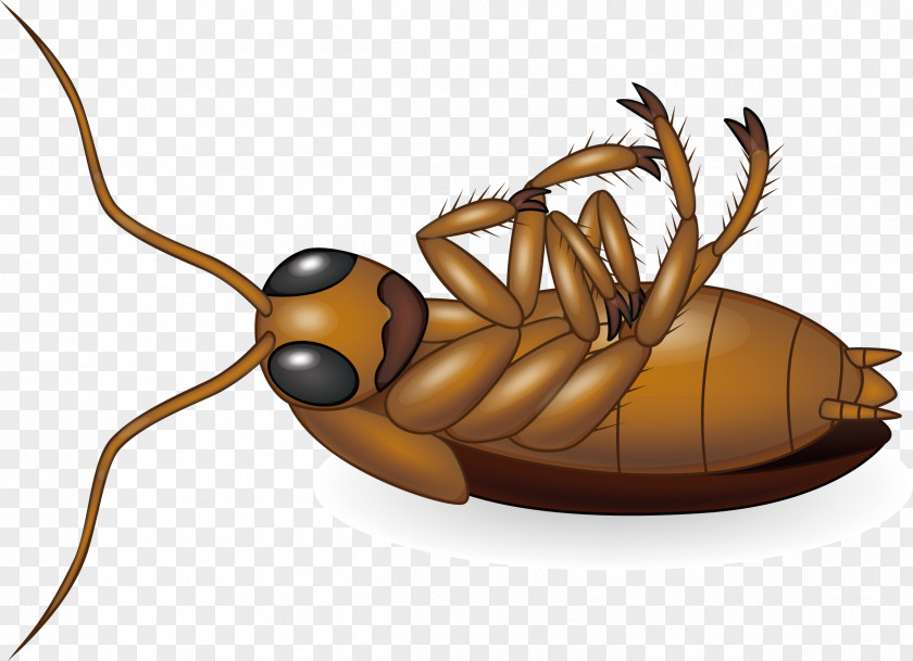 Cockroach Vector Design Creative Royalty-free Clip Art PNG