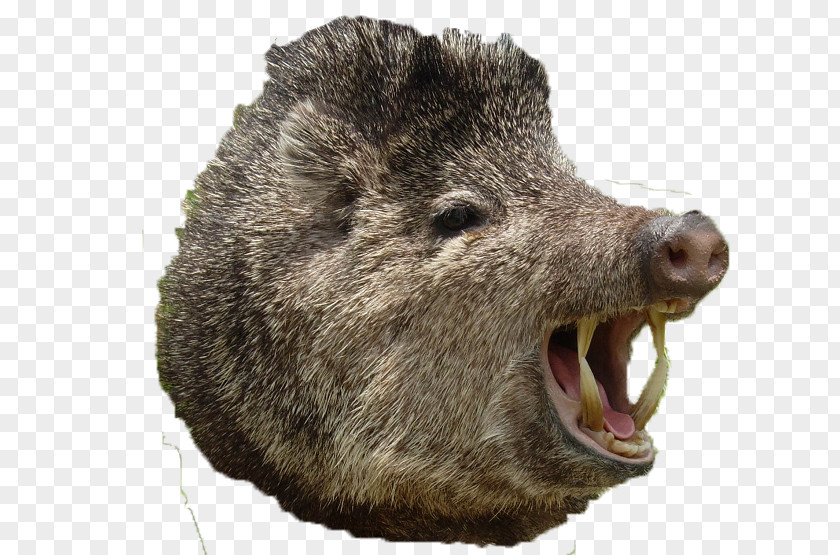Domestic Pig Peccary Boar Hunting Tusk PNG