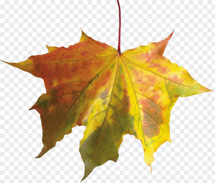 Fall Autumn Leaf Color Clip Art PNG