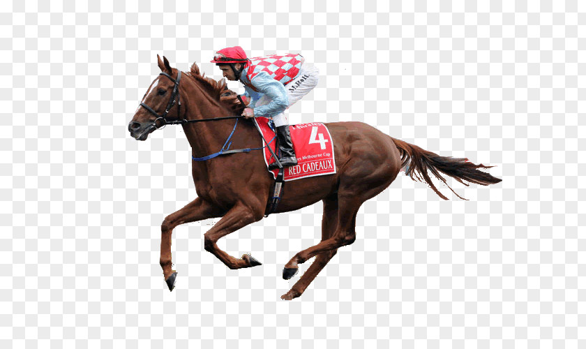 Horse Riding Racing Melbourne Cup Sports Betting Red Cadeaux PNG