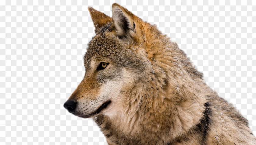 Lone Wolf Backgrounds Clip Art Coyote Eurasian Stock Photography Arctic PNG