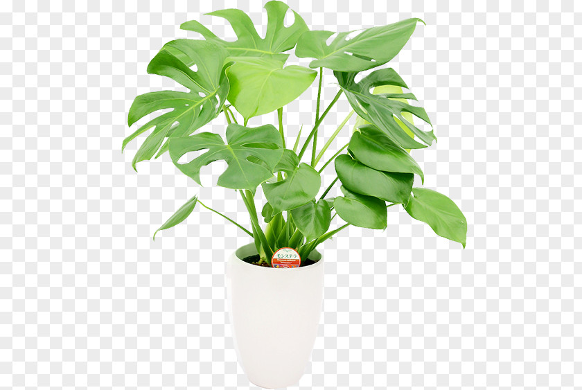 Monstera Houseplant Flowerpot Gift PNG