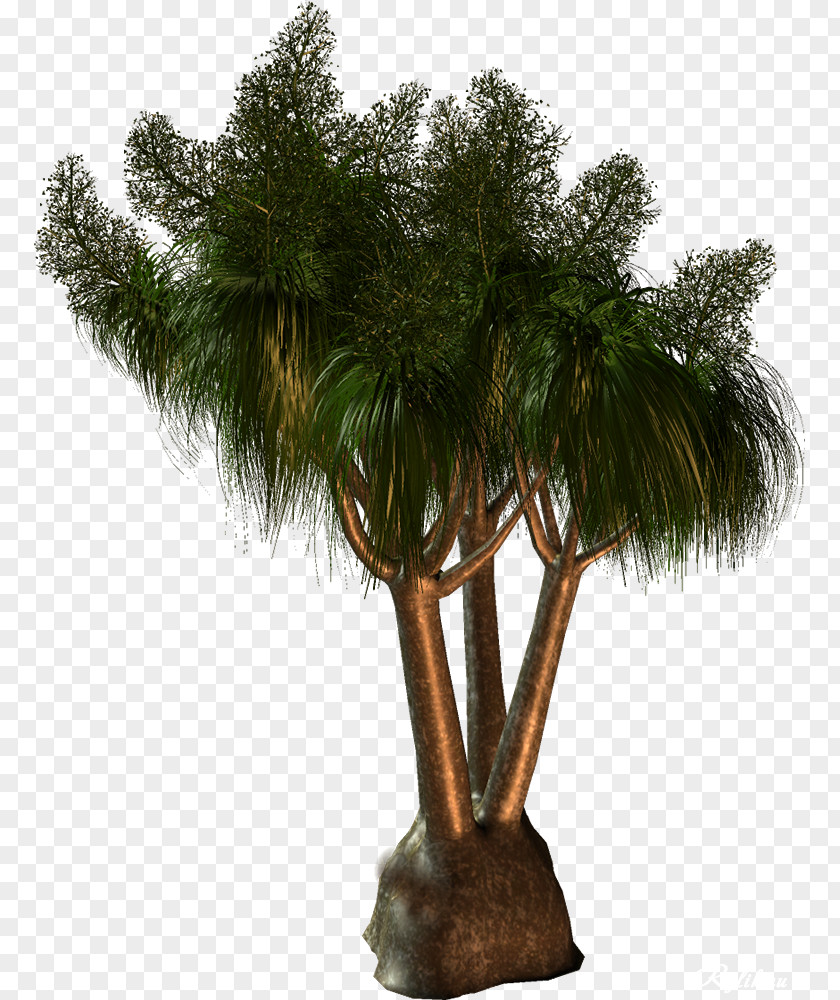 Tree Arecaceae Babassu Clip Art PNG