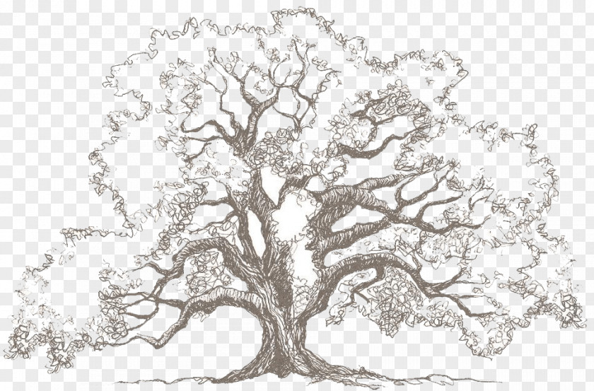 Tree Drawing Oak Sketch PNG