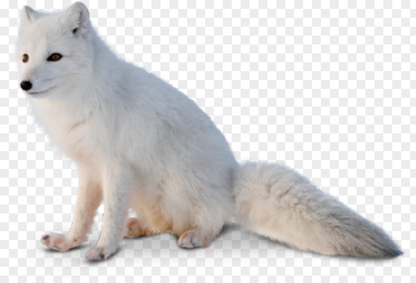Arctic Fox The Red Alaskan Tundra Wolf PNG