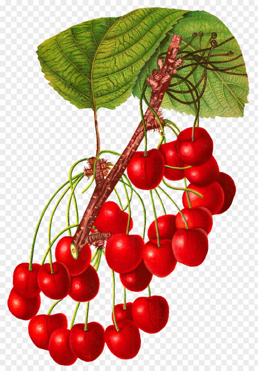 Cherry Fruit Blog Food Clip Art PNG
