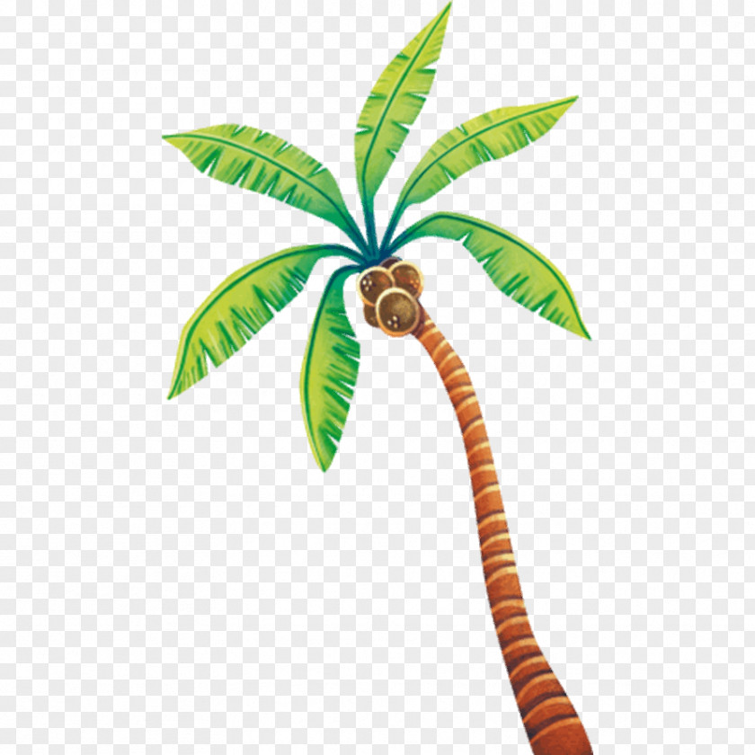 Child Sticker Arecaceae Coconut Parede PNG
