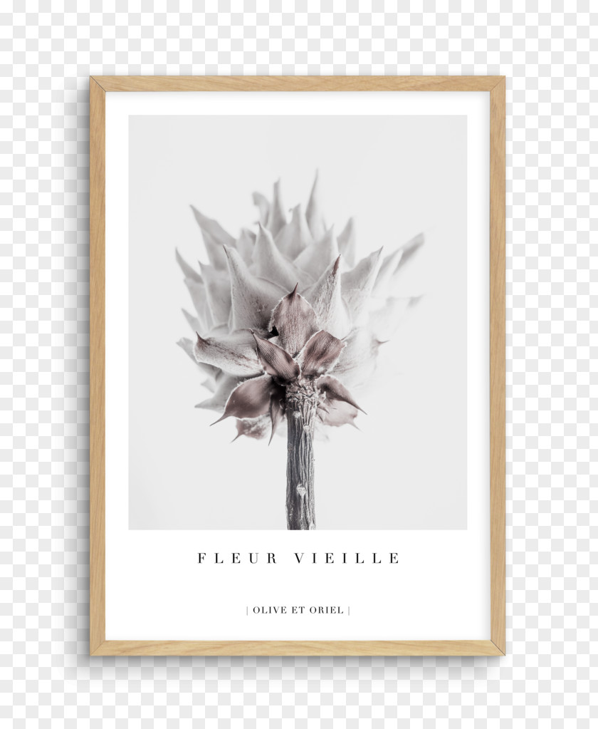Flower King Protea Cut Flowers Petal Floral Design PNG