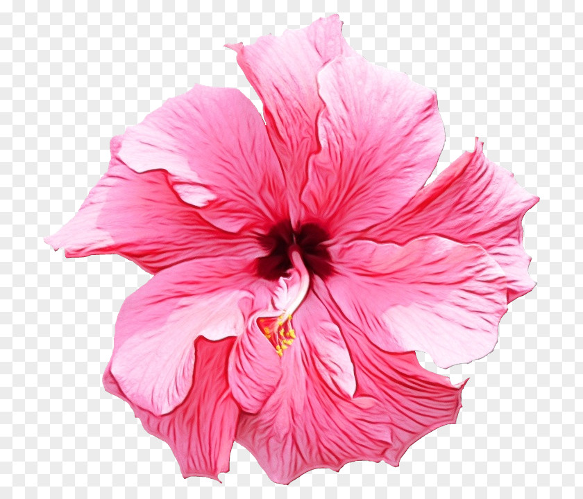 Mallow Family Flowering Plant Hibiscus Flower Pink Petal Hawaiian PNG