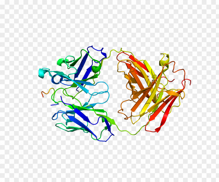 Osteopontin Protein Structure Bone PNG