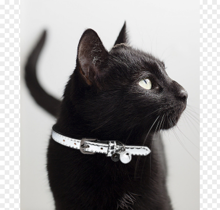 Aesthetic Black Cat Bombay Domestic Short-haired Collar Whiskers PNG