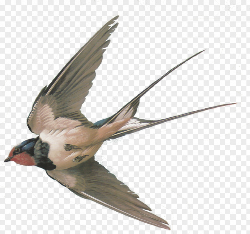 Bird Sparrow Columbidae Barn Swallow Tree PNG