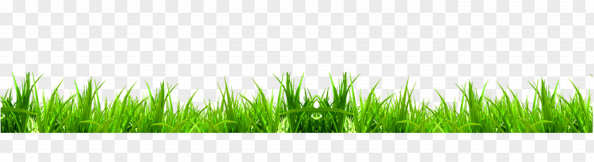 Fresh Green Grass Download Weed Icon PNG