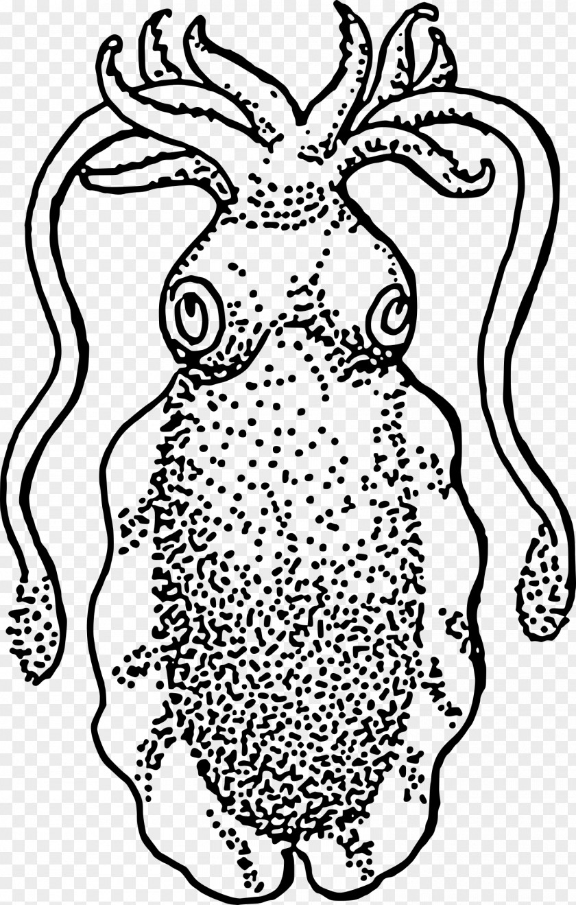Octopus Drawing Squid Common Cuttlefish Coloring Book Clip Art PNG