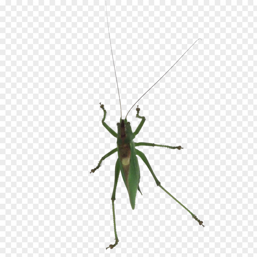 Grasshopper Pterygota Cricket Invertebrate Pest PNG