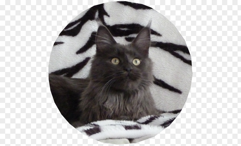 Kitten Maine Coon Black Cat Norwegian Forest Asian Semi-longhair PNG