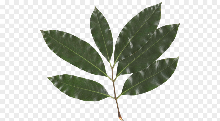 Leaf Lychee Sapindaceae Computer Software PNG