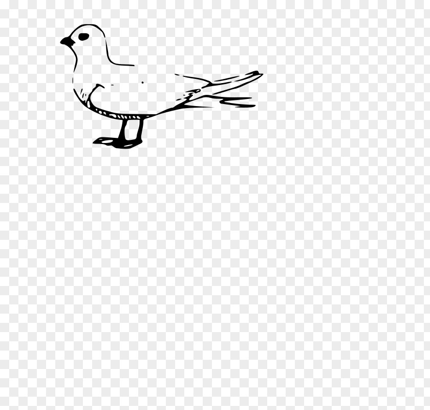 Duck Gulls Fairy Tern Terns Clip Art PNG