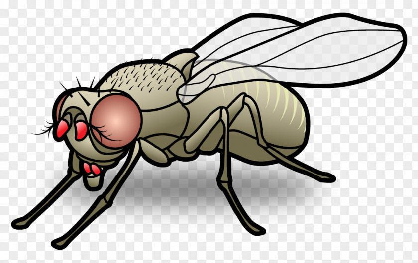 Fly Mosquito Insect Sensillum Clip Art PNG