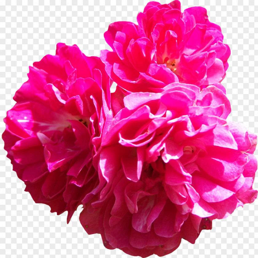 Pink Wallpaper Centifolia Roses Flower PNG