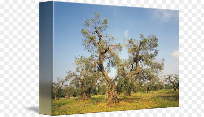 Tree Grove Fantasy Oak Apulia Olive Of Vouves Ecosystem Meadow PNG