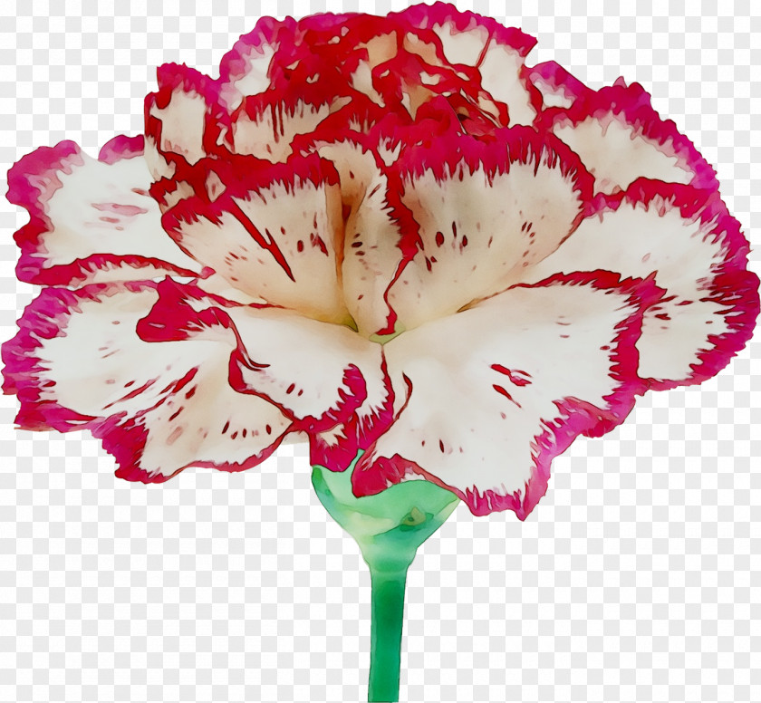 Carnation Geraniaceae Cut Flowers Moth Orchids Pink M PNG