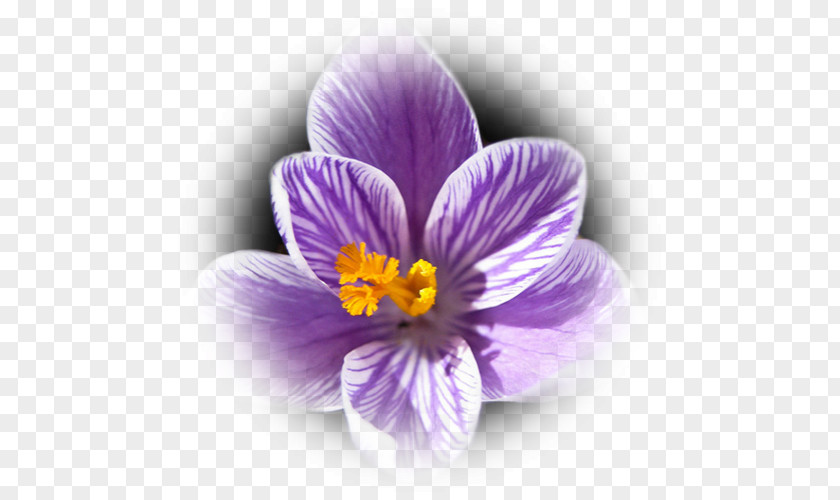 Crocus Saffron PNG