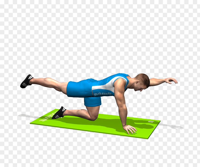 Gluteal Muscles Gluteus Maximus Muscle Exercise Bent-over Row PNG