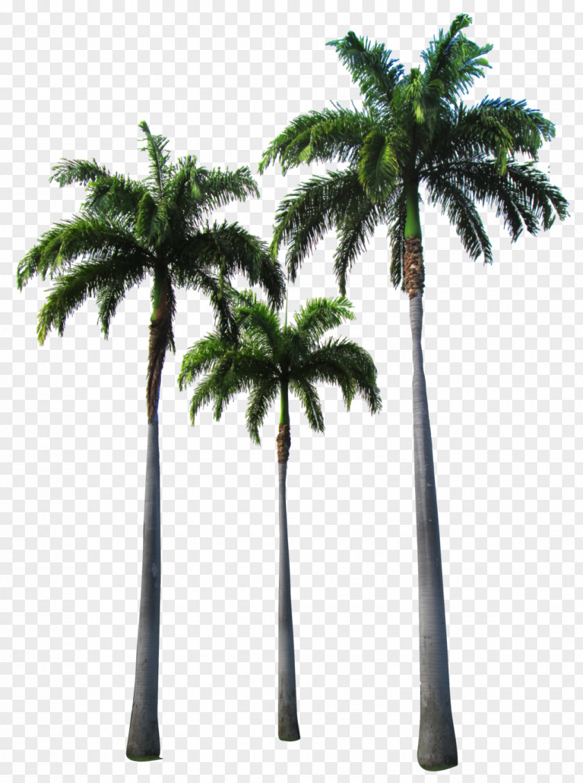 Palm Tree Arecaceae Clip Art PNG