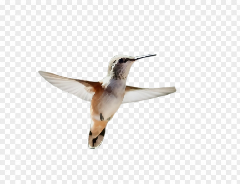 Rufous Hummingbird Shorebird PNG