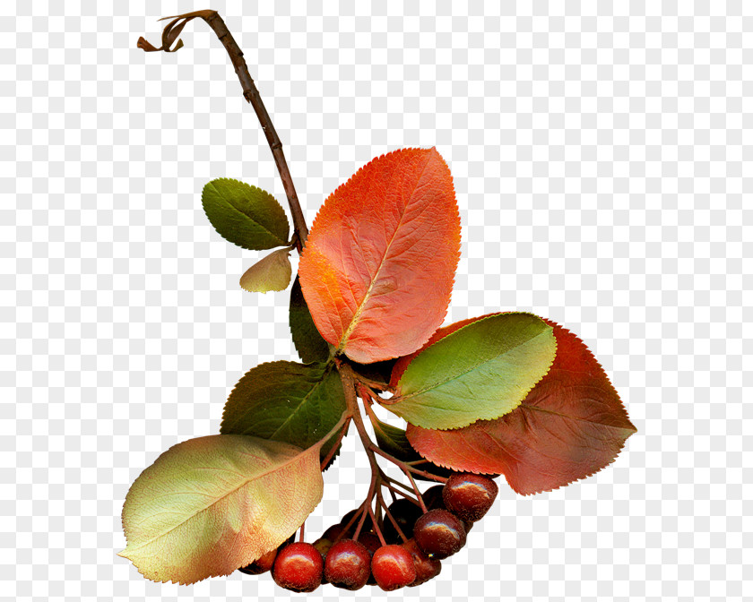 季节 Still Life Photography Fruit PNG