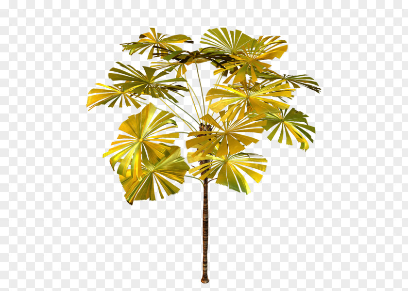 Tree Asian Palmyra Palm Arecaceae Plant Clip Art PNG