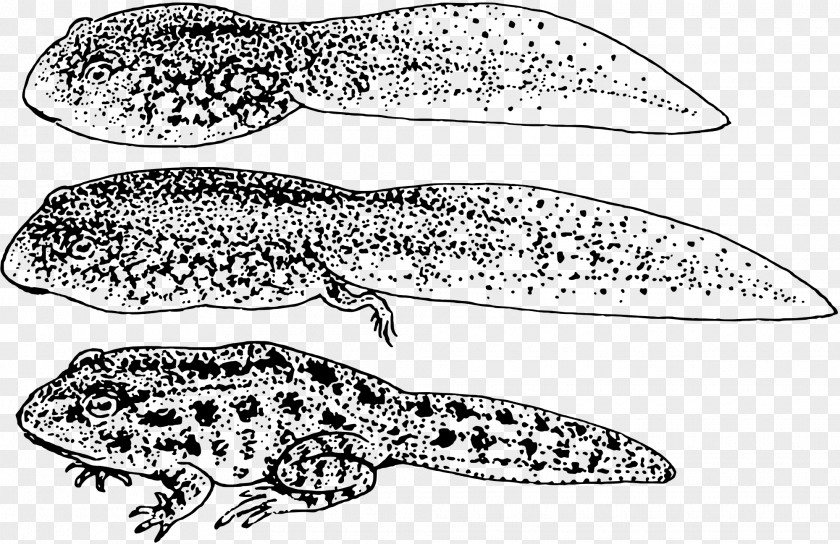 Frog Tadpole Amphibians Clip Art PNG