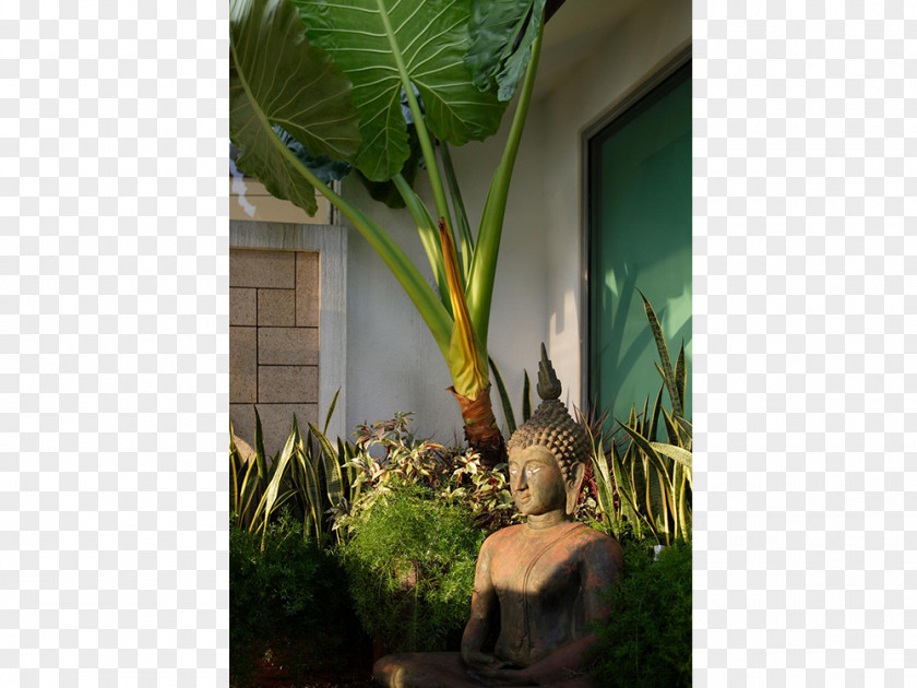 Singapore Sentosa Arecaceae Flowerpot Houseplant Banana Leaf PNG