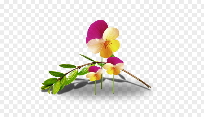 Flower Cut Flowers Animaatio Floral Design PNG