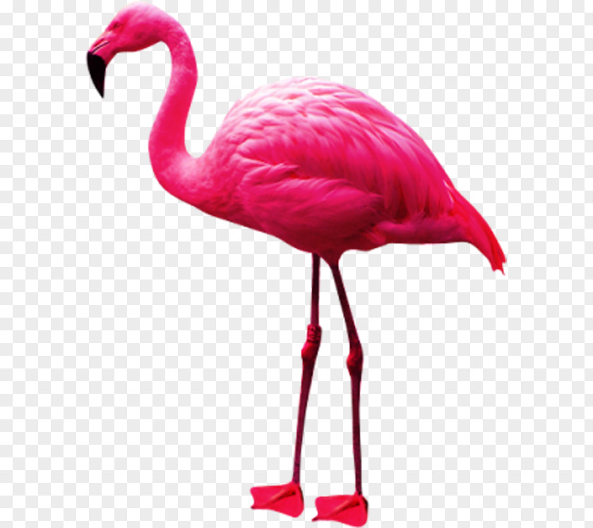 Pink Flamingos Phoenicopteridae Flamingo Clip Art PNG