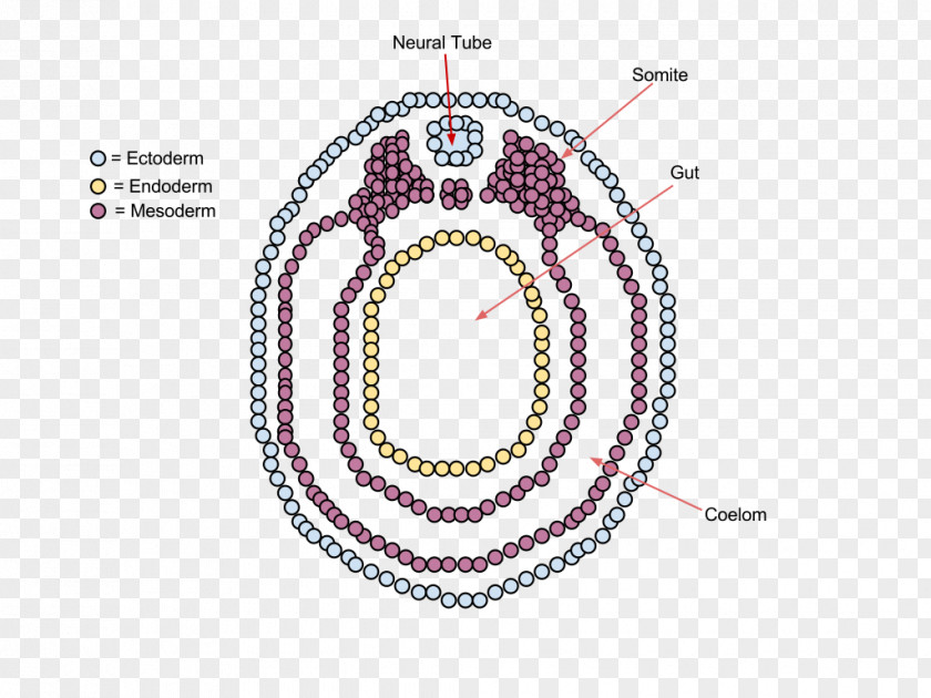 Sawtooth Pattern Vertebrate Neurulation Embryo Ontogeny PNG