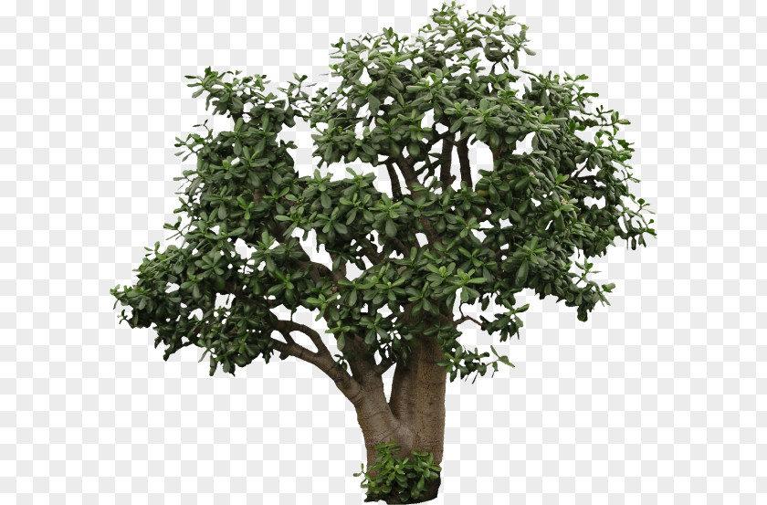 Tree Shrub Texture Mapping Clip Art PNG