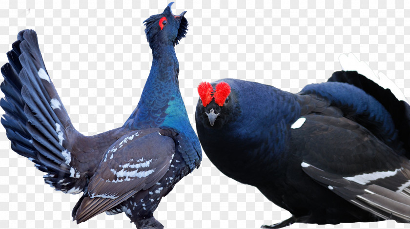 Birds Animals Grouse Bird Black Animal PNG