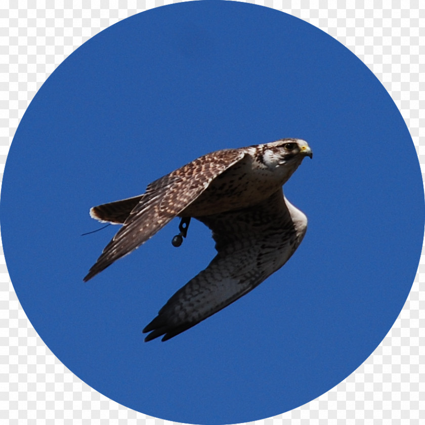 Eagle Hawk Buzzard Fauna Beak PNG