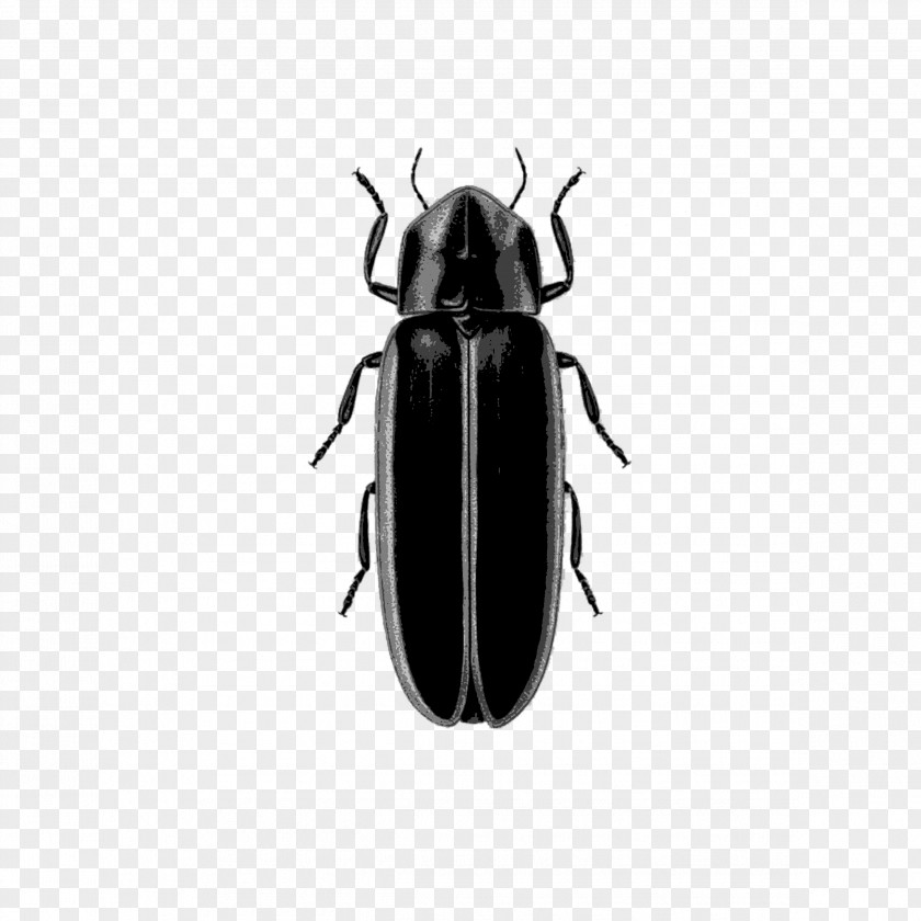 Firefly Insect West Lafayette Logansport Indianapolis PNG
