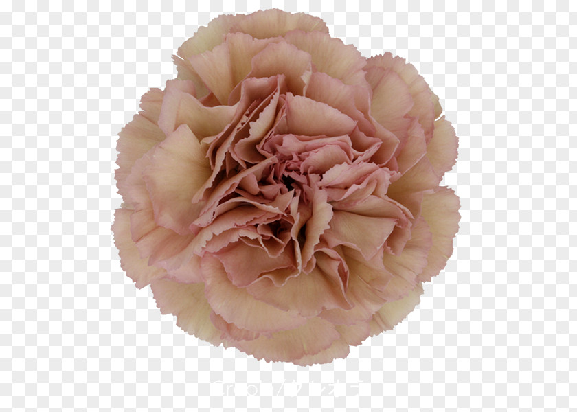 Flower A.m. Flora S.r.l. Carnation Cut Flowers Cabbage Rose PNG