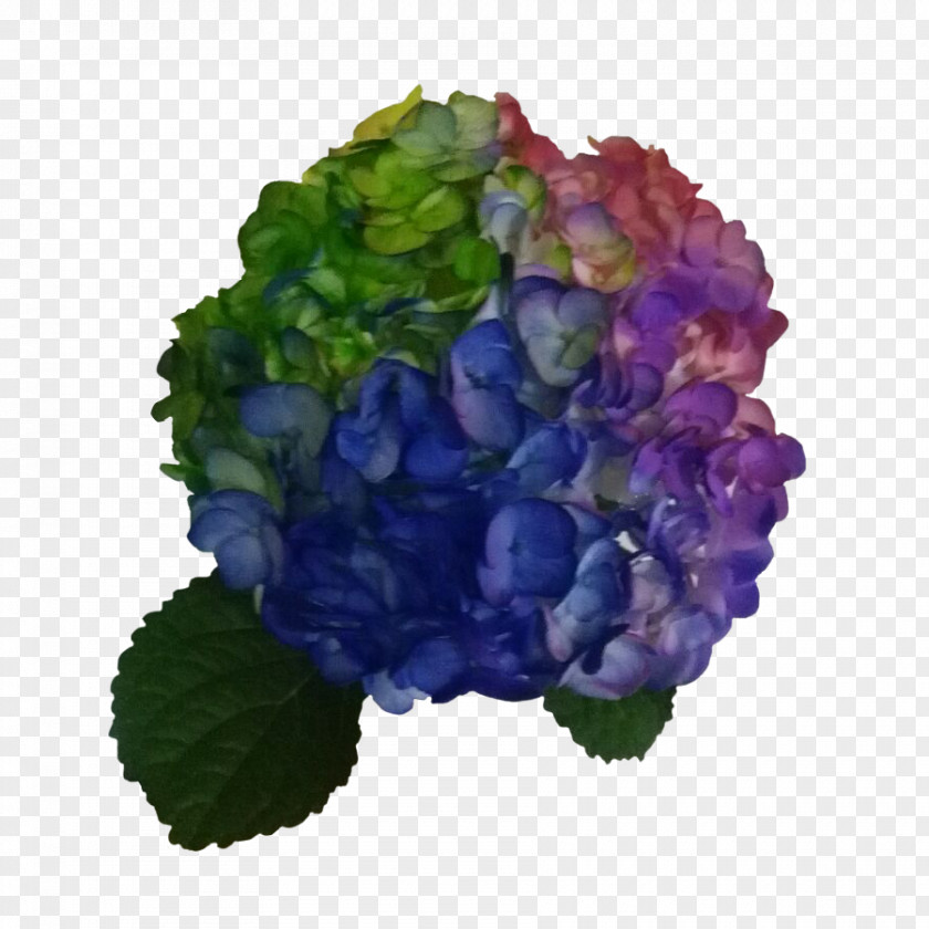 Hydrangea Flower Color Blue Violet PNG