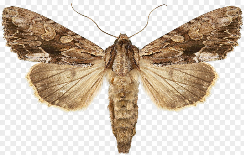 Insect Snout Moths False Codling Moth Pseudocoremia Suavis PNG
