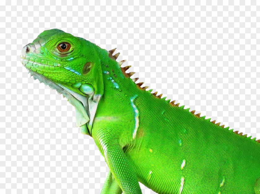 Lizard Reptile Common Iguanas Chameleons Vertebrate PNG