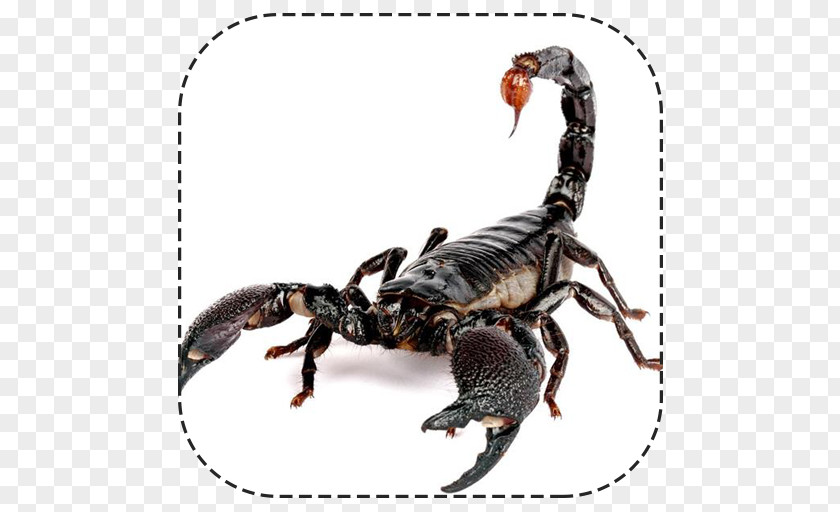 Scorpion Emperor Image Animal Typhlochactas Mitchelli PNG