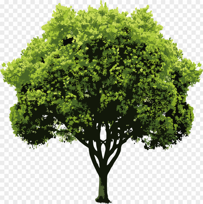 Vector Trees Nature Drawing Clip Art PNG