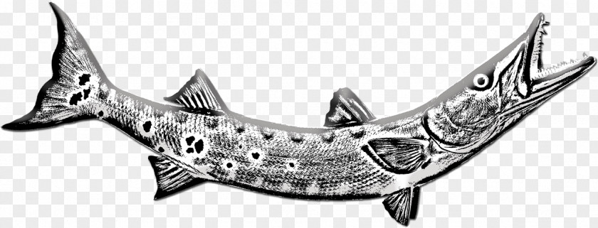 Barracuda Pixabay Image Photograph Video Fish PNG