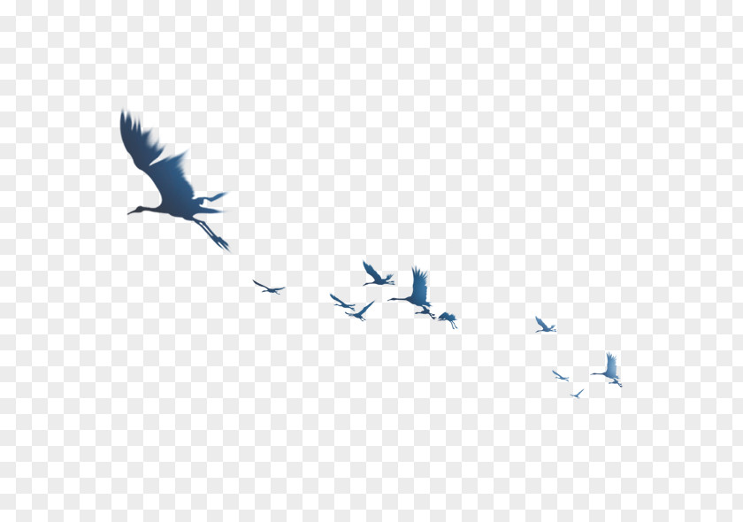 Flock Of Birds Swan Goose Bird Sukhavati PNG