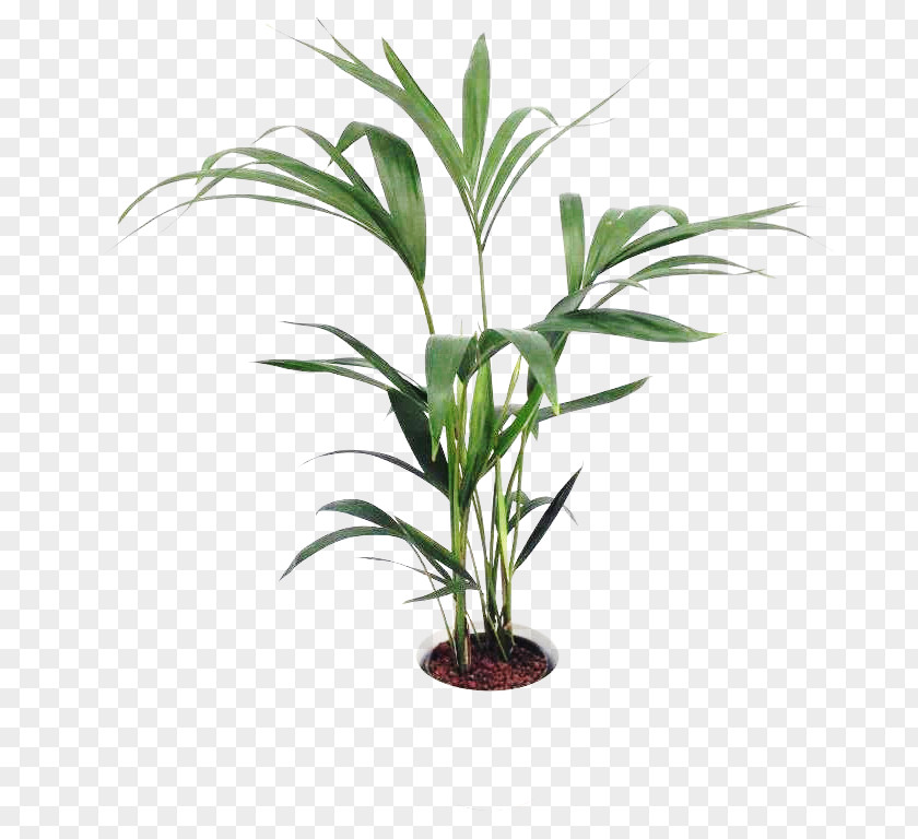 Flower Arecaceae Grasses Flowerpot Houseplant Plant Stem PNG